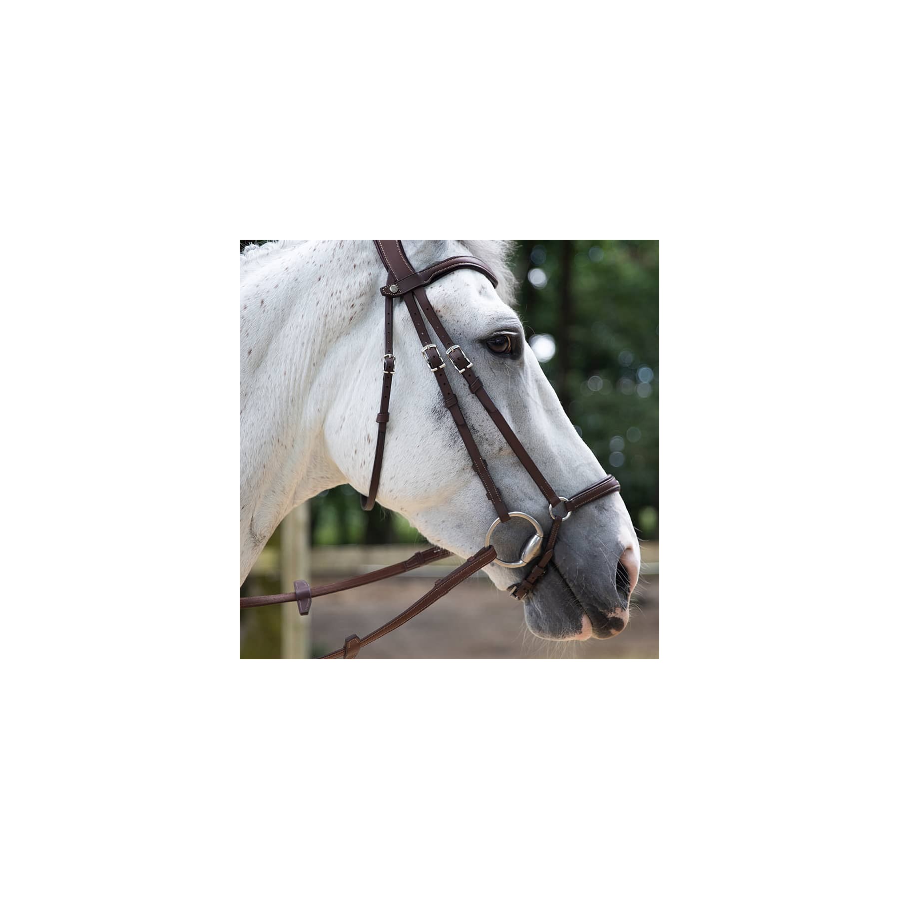 Origin anatomic drop noseband bridle Antarès Sellier