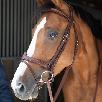 Origin anatomic flash noseband bridle