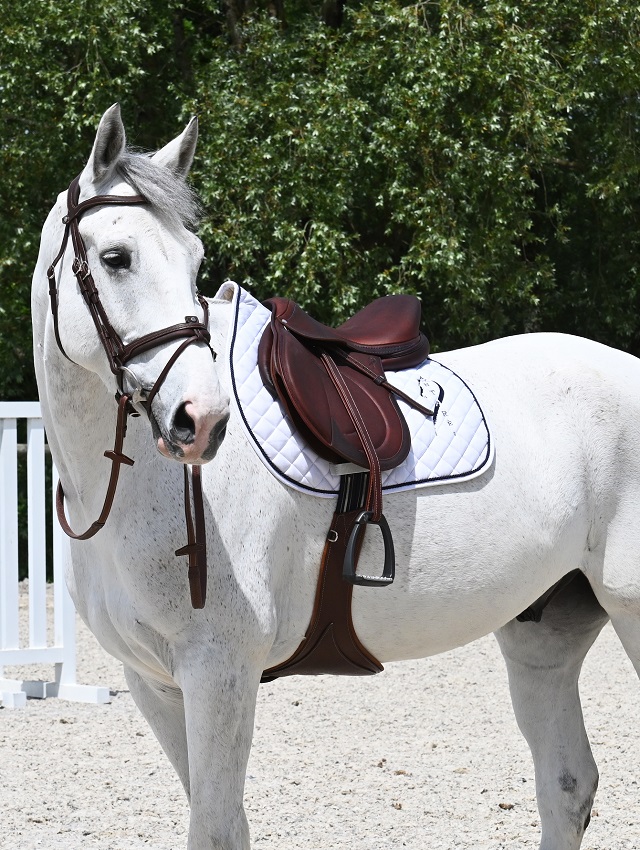 antares-saddle-custom-made