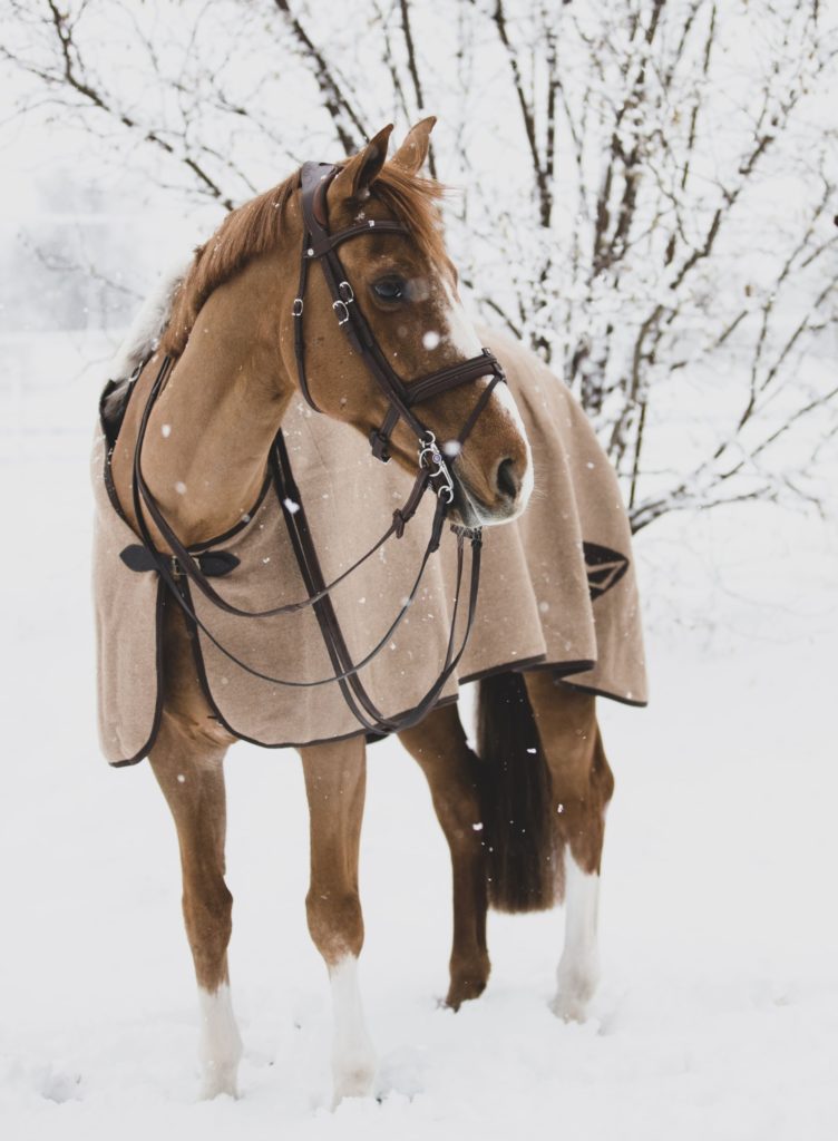 Photo d'un cheval dans la neige lors de la trêve hivernale