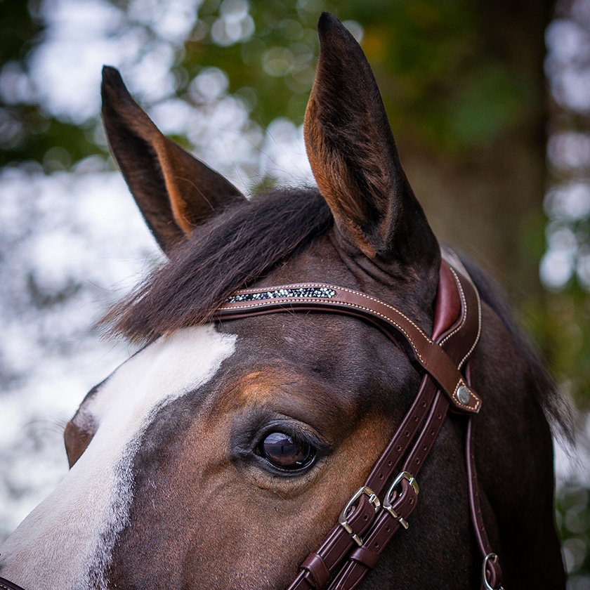 Frontal à pression à ajouter sur le filet d'équitation pour apporter une touche de strass et d'élégance à votre cheval