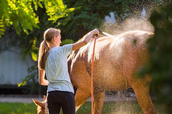 Canicule : comment protéger son cheval des fortes températures ? - Antarès  Sellier France