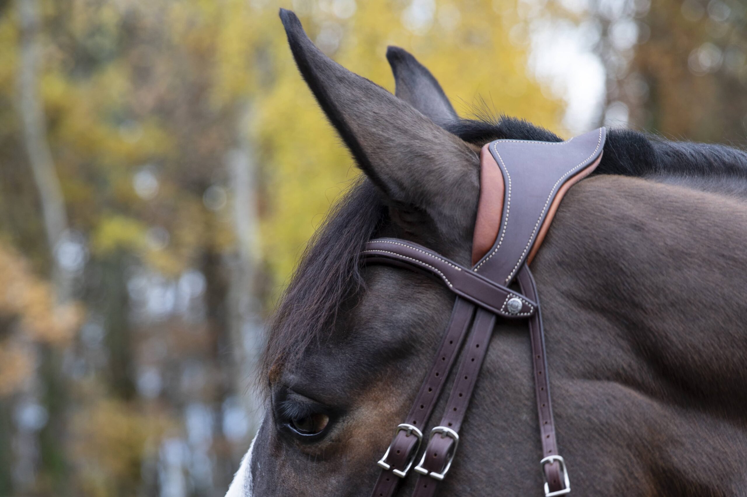Têtière de bridon d'équitation permettant plus de confort pour le cheval en dégageant ses premières cervicales